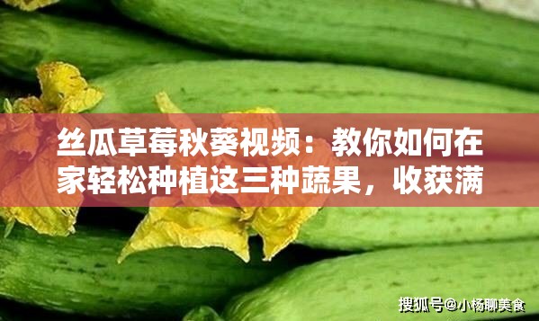 丝瓜草莓秋葵视频：教你如何在家轻松种植这三种蔬果，收获满满的健康与美味