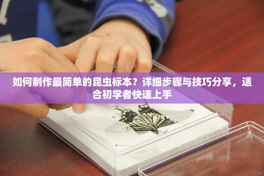 如何制作最简单的昆虫标本？详细步骤与技巧分享，适合初学者快速上手