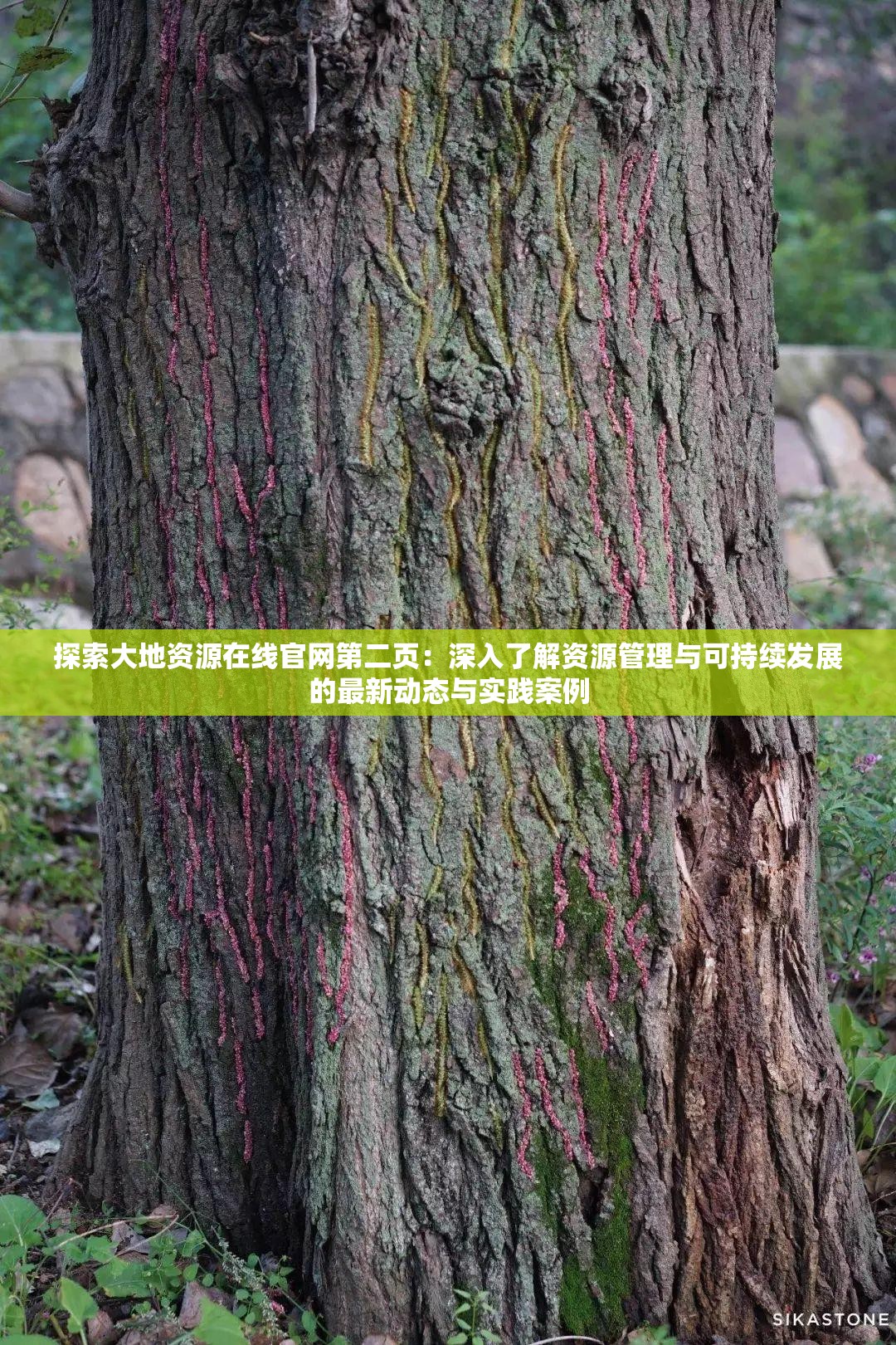 探索大地资源在线官网第二页：深入了解资源管理与可持续发展的最新动态与实践案例
