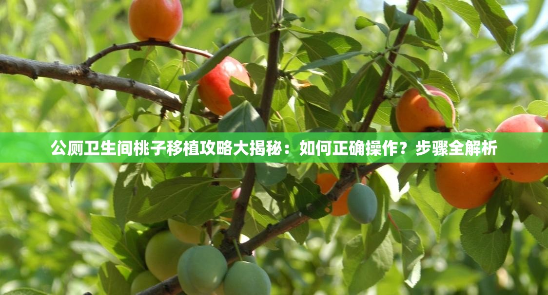 公厕卫生间桃子移植攻略大揭秘：如何正确操作？步骤全解析