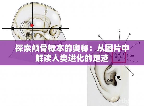 探索颅骨标本的奥秘：从图片中解读人类进化的足迹