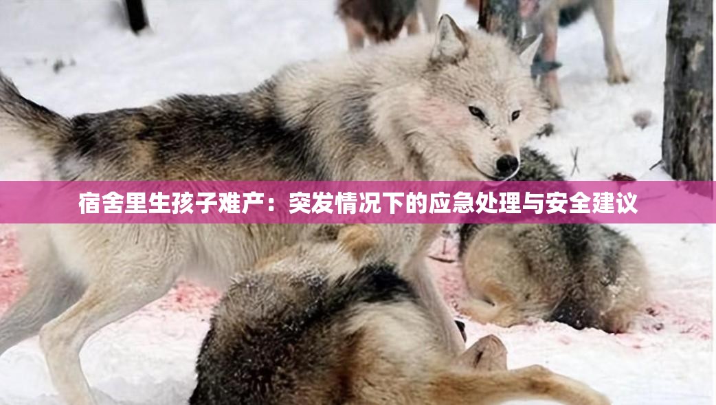 宿舍里生孩子难产：突发情况下的应急处理与安全建议