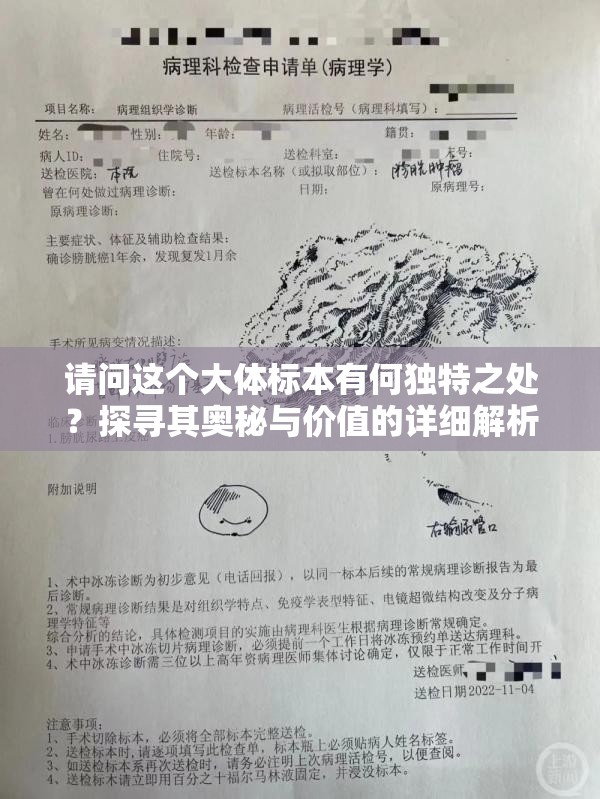 请问这个大体标本有何独特之处？探寻其奥秘与价值的详细解析