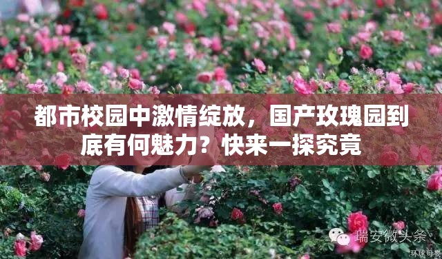 都市校园中激情绽放，国产玫瑰园到底有何魅力？快来一探究竟
