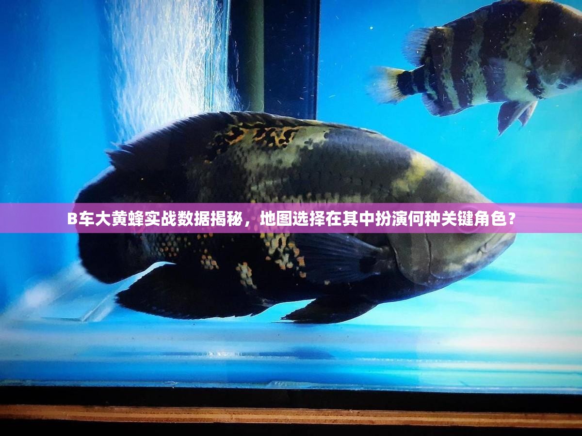 B车大黄蜂实战数据揭秘，地图选择在其中扮演何种关键角色？