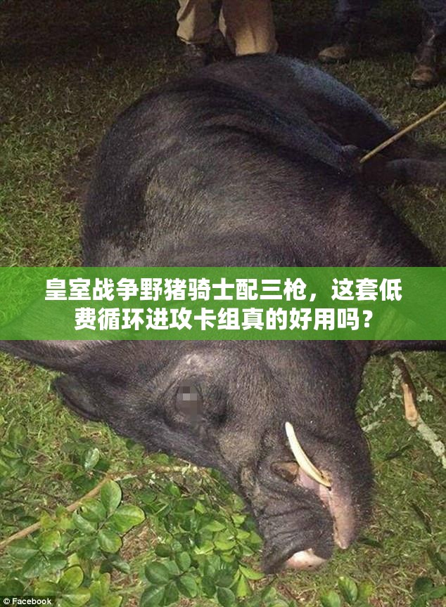 皇室战争野猪骑士配三枪，这套低费循环进攻卡组真的好用吗？