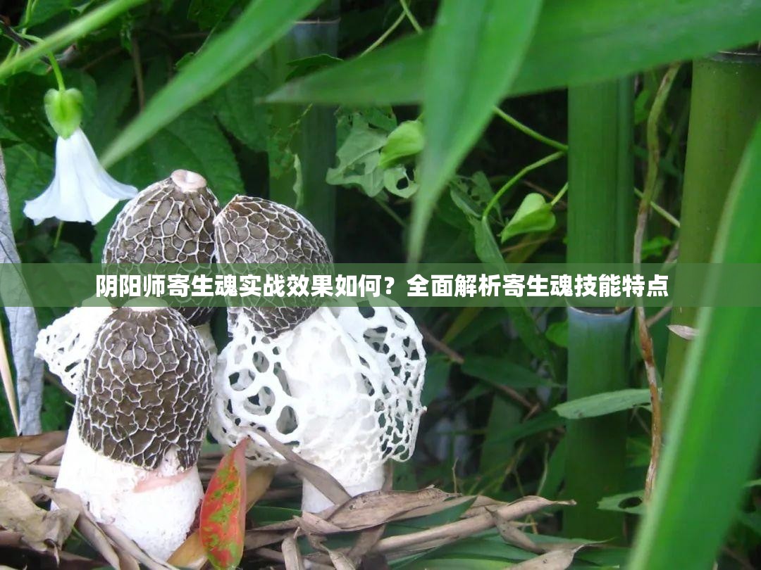 阴阳师寄生魂实战效果如何？全面解析寄生魂技能特点